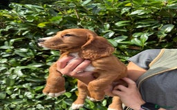 Cocker Spaniel dogs for sale: KC REG Cocker spaniel pups - Image 6