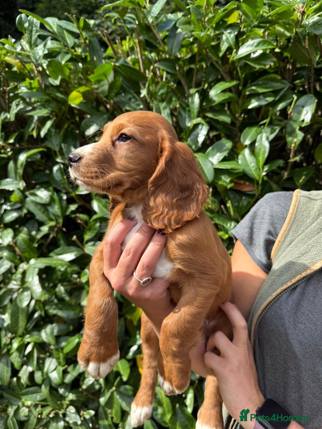 Cocker Spaniel dogs for sale: KC REG Cocker spaniel pups - Image 6