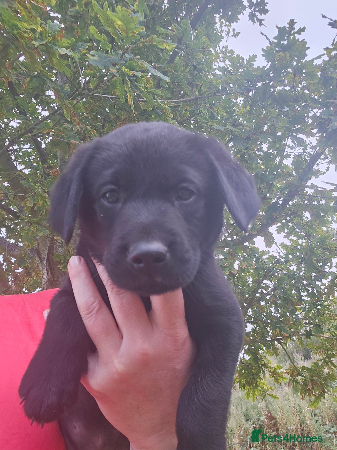 Labrador Retriever dogs for sale: KC Reg Labrador Puppies  - Image 14