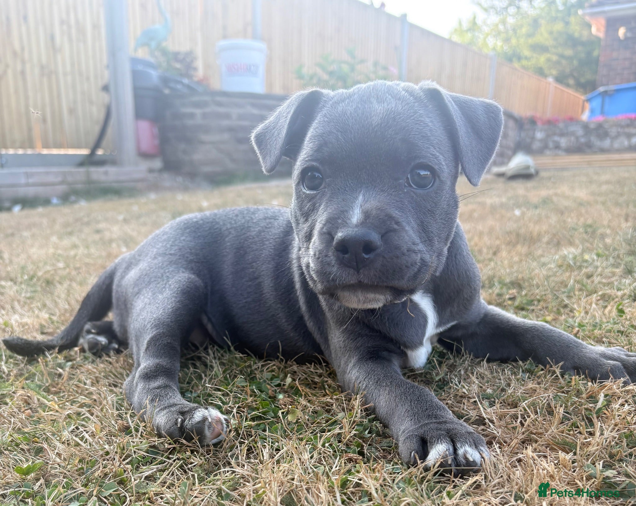 Staffordshire Bull Terrier dogs Blue & White KC Staffordshire Bull Terrier Puppy - Advert 1