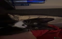 Maine Coon cats for sale: Mother and kitten  - Image 3