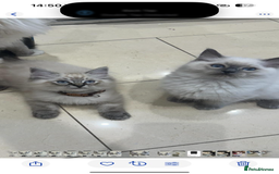 Ragdoll cats for sale: Stunning GCCF reg ragdoll kittens available now  - Image 14
