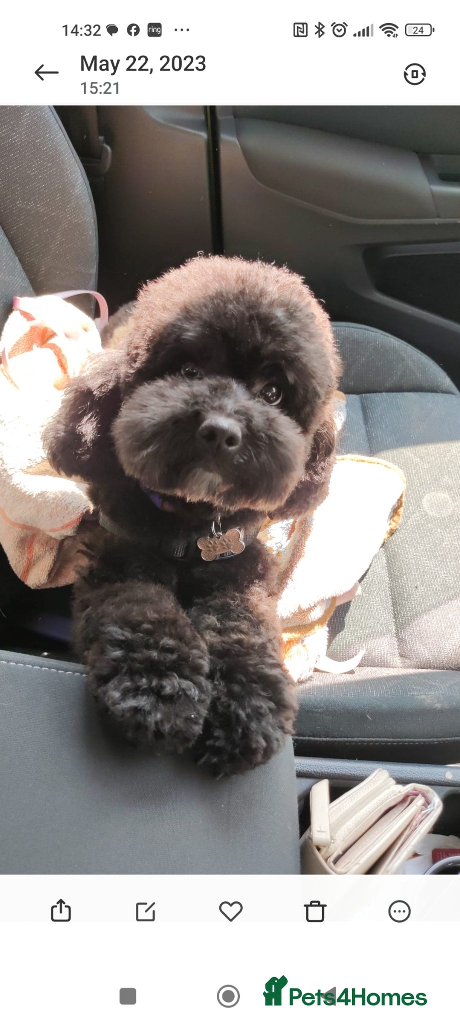 Shihpoo dogs Beautiful pickle , little girl shipoo - Advert 7