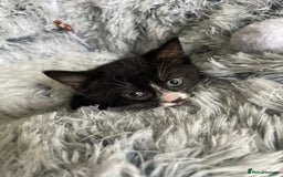 Mixed Breed cats for sale: Beautiful kittens - Image 4