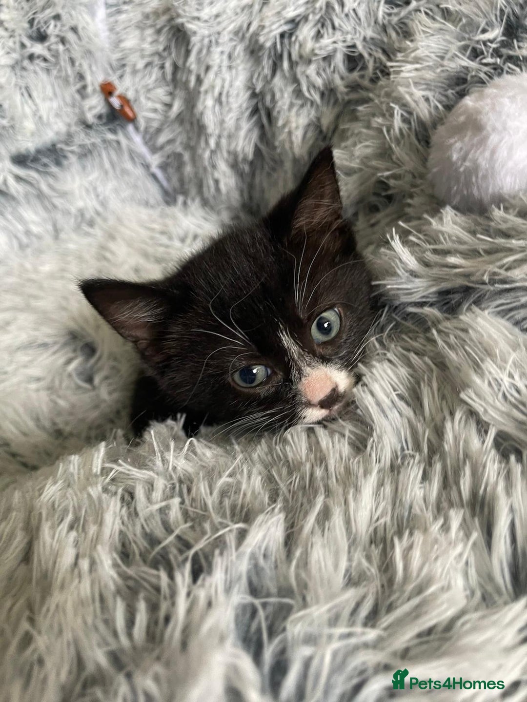 Mixed Breed cats for sale: Beautiful kittens - Image 4