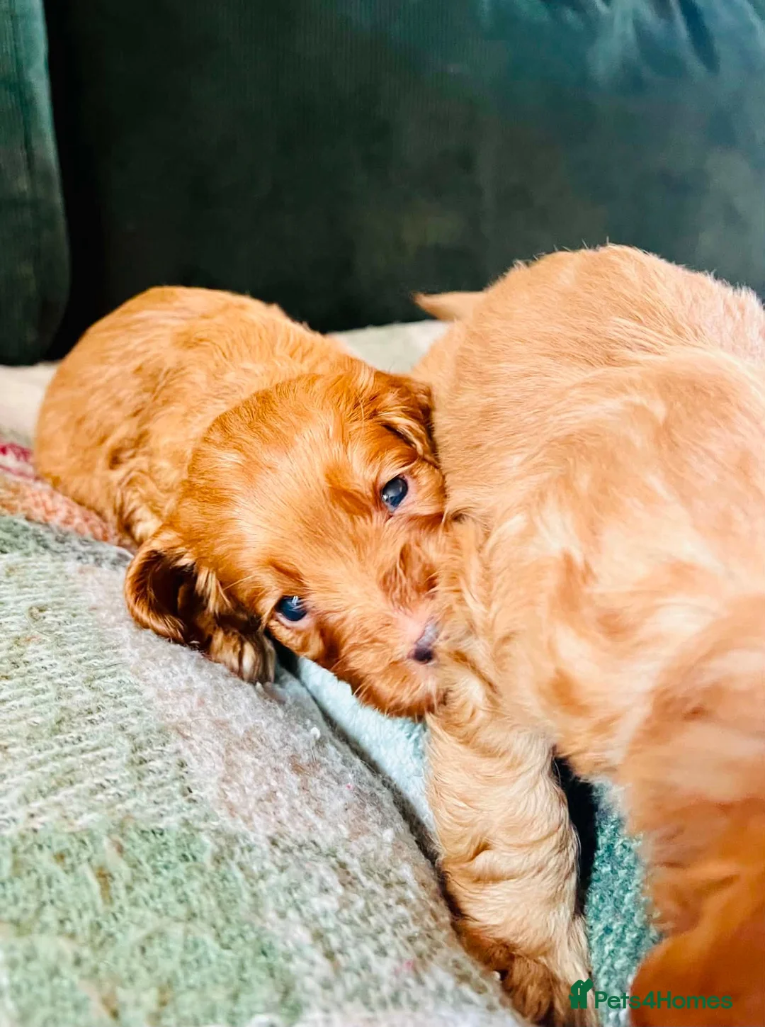 Cocker Spaniel dogs for sale: Cocker Spaniel Puppies in Durham - Advert 2