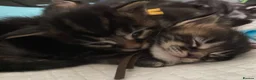 Maine Coon cats for sale: TICA registered large Maine Coon kittens in Newport - Advert 28