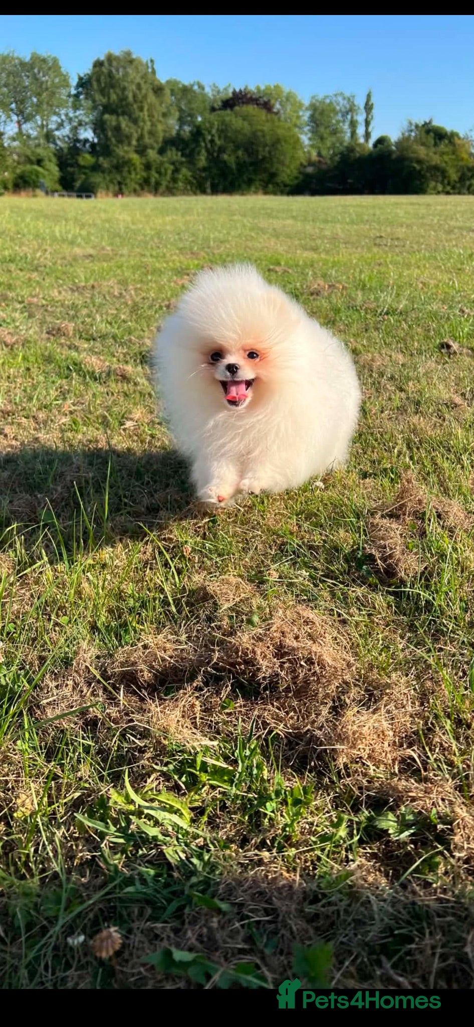 Pomeranian dogs     Luxury White Pomeranian Puppies  - Advert 16