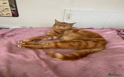 Domestic Shorthair cats for sale: Gino- 5 years Loving male ginger tabby - Image 2