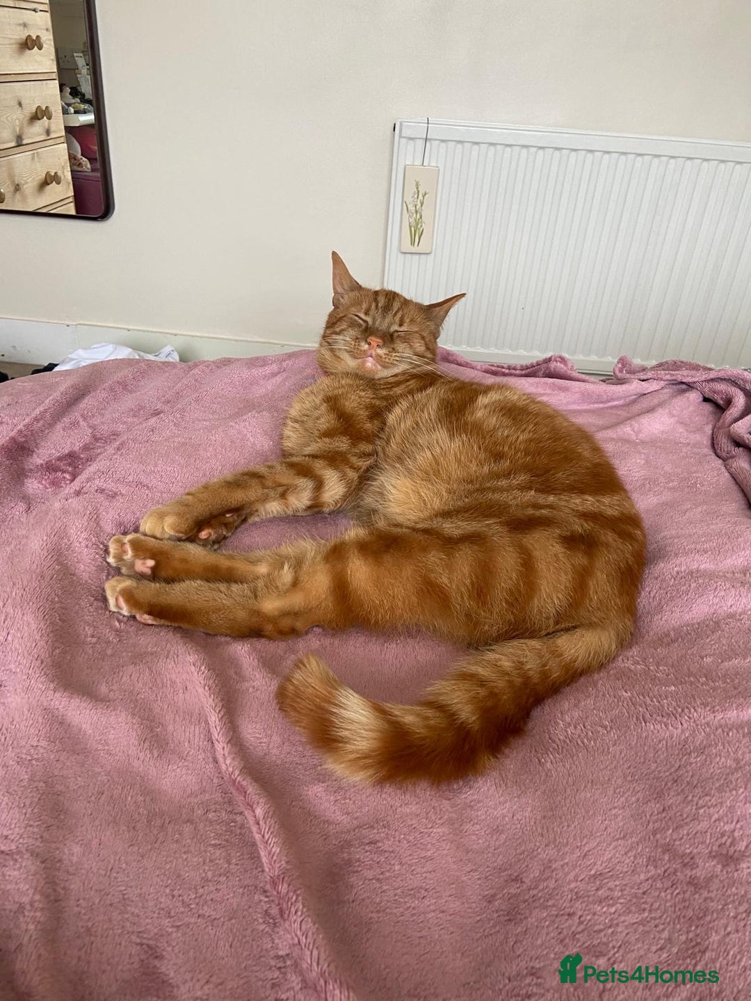 Domestic Shorthair cats for sale: Gino- 5 years Loving male ginger tabby - Image 2