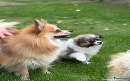 Pomeranian dogs for sale: Pomeranian puppies 🐶  - Image 12