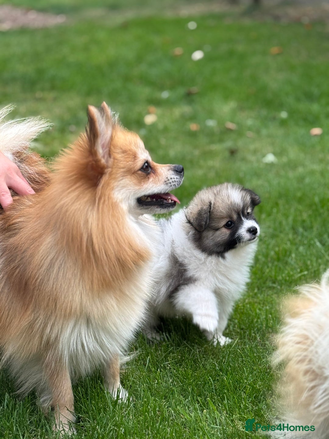 Pomeranian dogs for sale: Pomeranian puppies 🐶  - Image 12