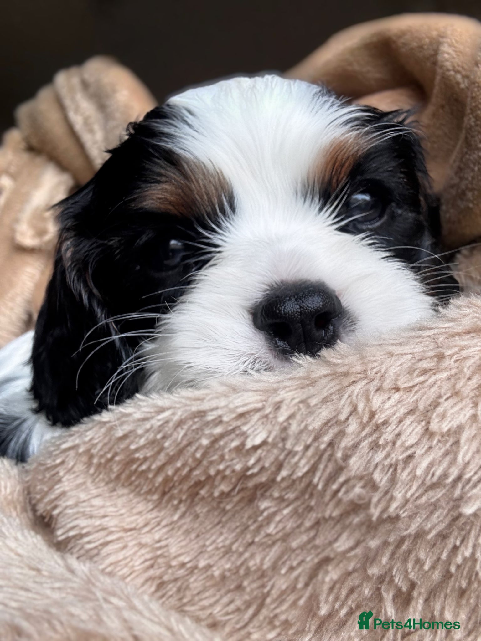 Cavalier King Charles Spaniel dogs Very rare in UK ultra-low COI 0.2% Choc carrier KC - Advert 5