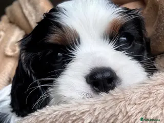 Cavalier King Charles Spaniel dogs Very rare in UK ultra-low COI 0.2% Choc carrier KC - Advert 1