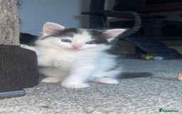 Ragdoll cats for sale: Half Ragdoll Kittens  - Image 6