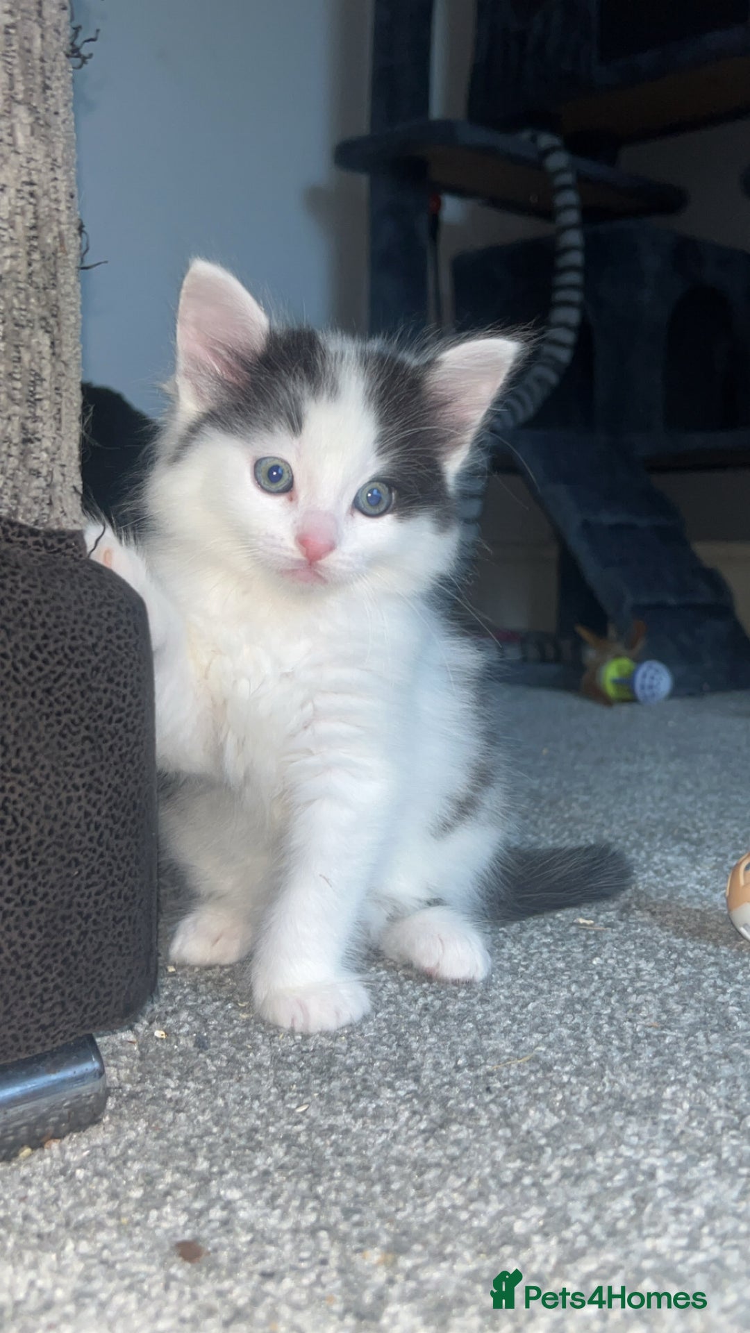 Ragdoll cats for sale: Half Ragdoll Kittens  - Image 6
