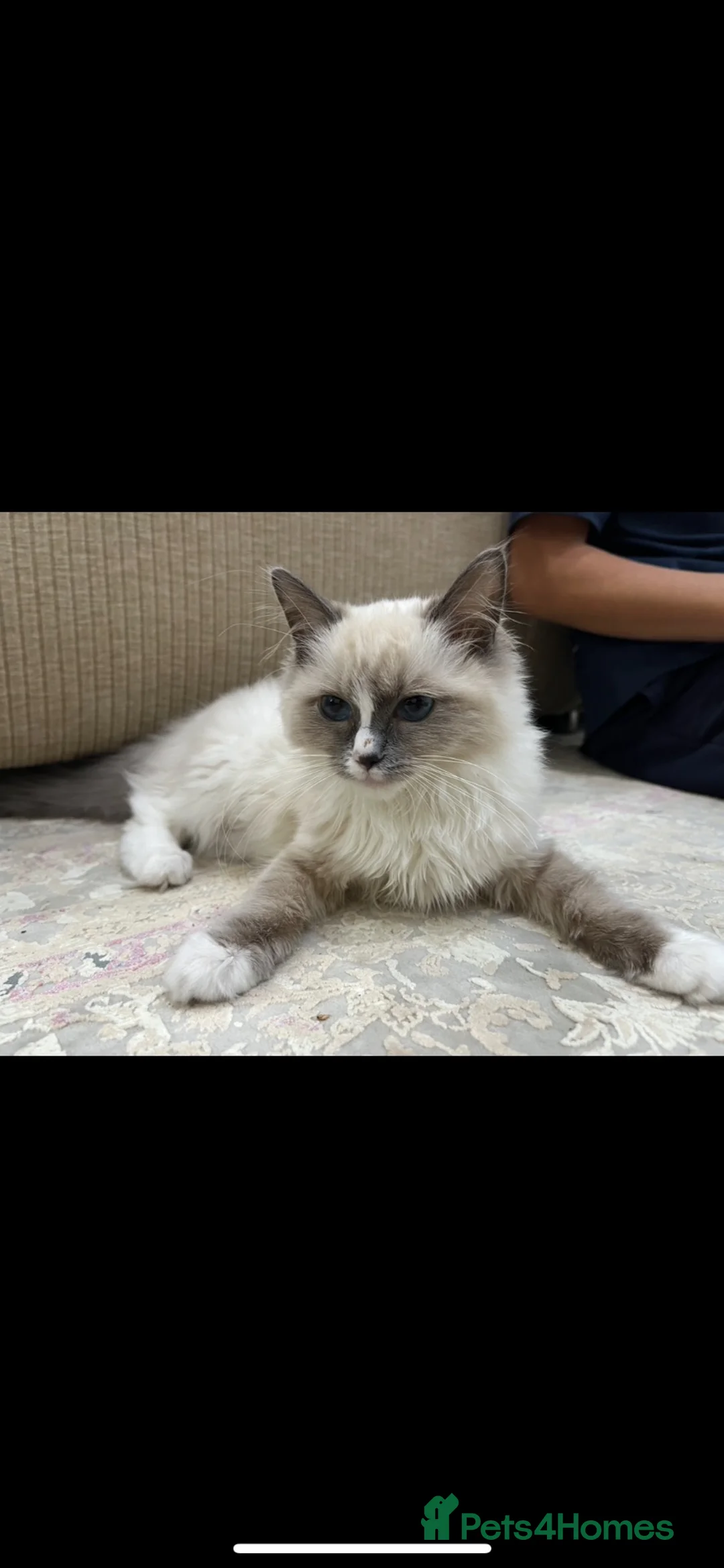Ragdoll cats for sale: cute ragdoll kitten / cat looking for a new home in London - Advert 2