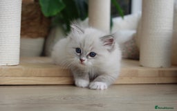 Ragdoll cats for sale: Blue Tabby Pure Breed Ragdoll  - Image 5