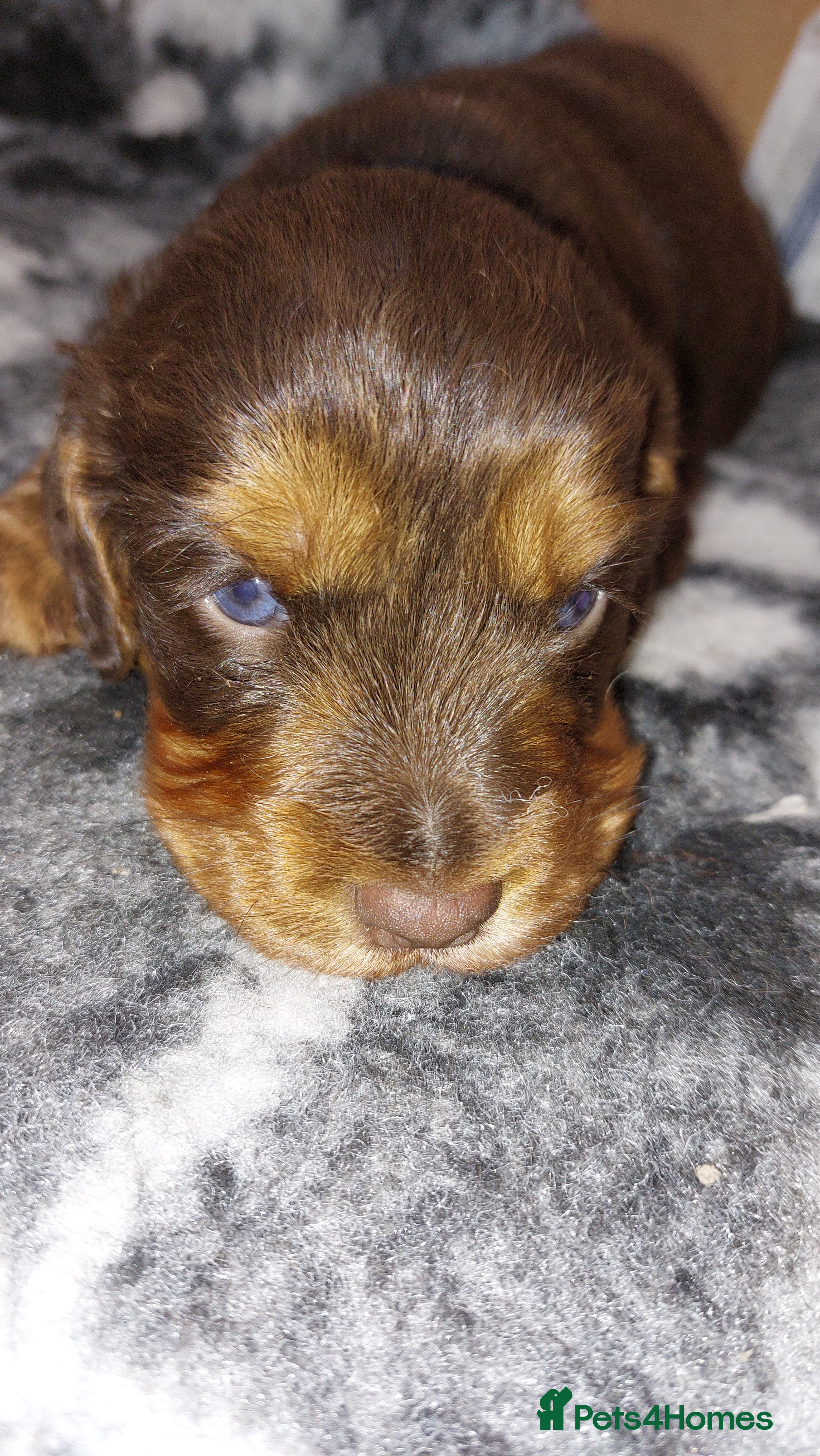 Cocker Spaniel dogs FEMALE KC REG WORKING COCKER SPANIEL  - Advert 5