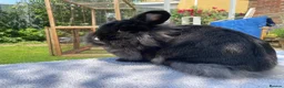 Mini Lion Lop rabbits for sale: Super tame mini lion lop  - Advert 10