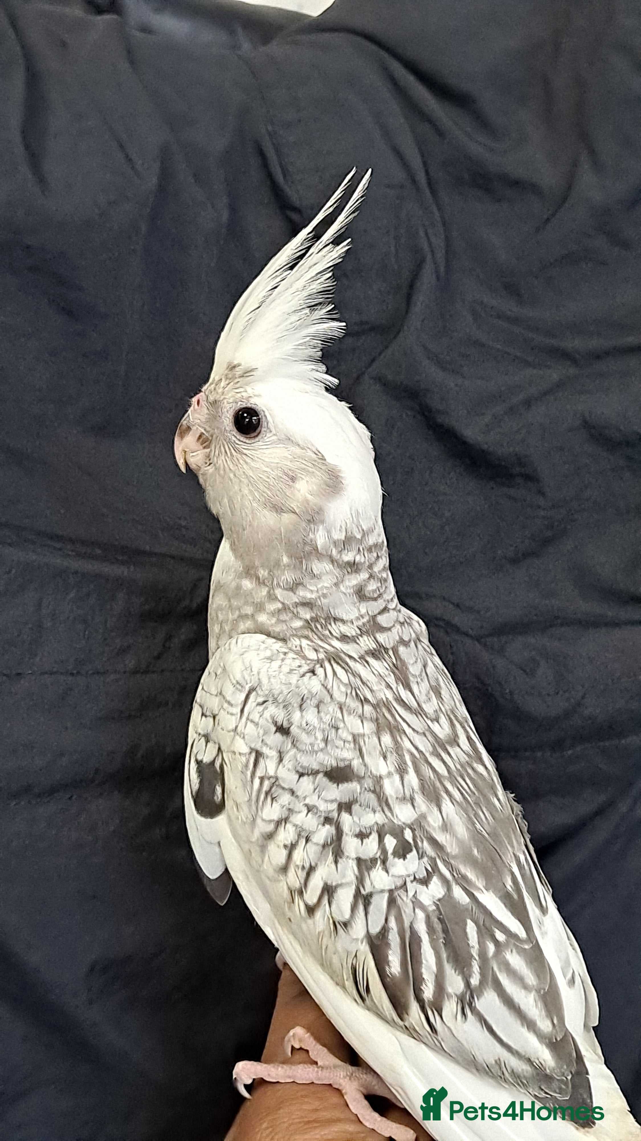 Cockatiels birds Silly hand tamed baby cockatiels for sale  - Advert 11