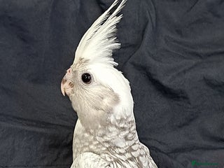 Cockatiels birds Silly hand tamed baby cockatiels for sale - Advert 1