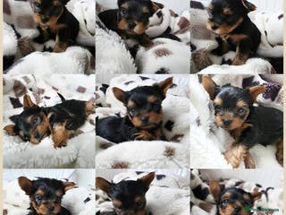 Yorkshire Terrier dogs Yorkshire Terrier,KC.Reg.5 generation Pedigree🐶🩵 - Advert 4