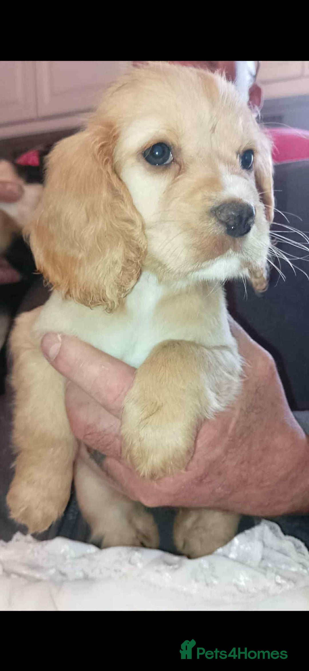 Cocker Spaniel dogs for sale: Adorable cocker spaniel puppy’s  - Image 8