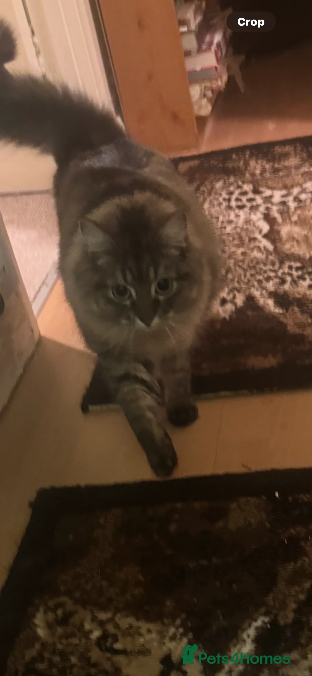 Mixed Breed cats for sale: 2 beautiful girls  - Advert 1