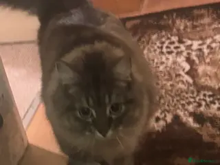 Mixed Breed cats 2 beautiful girls - Advert 1