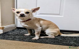 Mixed Breed dogs for sale: Chihuahua mix boy for sale - Image 3