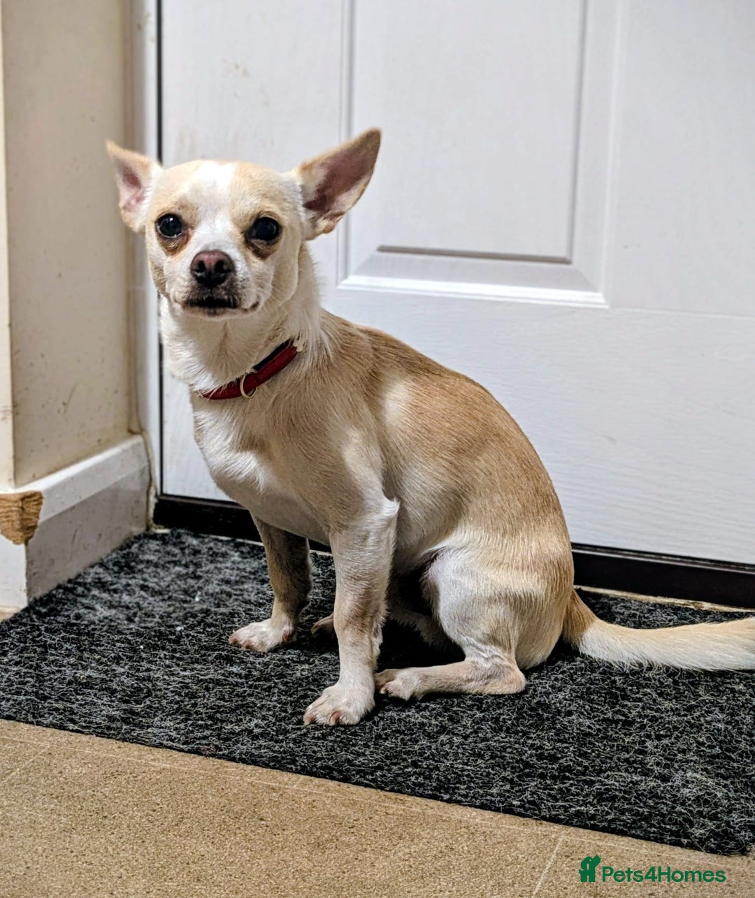 Mixed Breed dogs for sale: Chihuahua mix boy for sale - Image 3