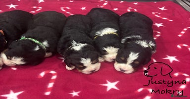Bernese Mountain Dog dogs BMD Puppies JUST GIRL– Ready Just Before 25/12    - Advert 2