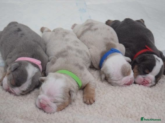 English Bulldog dogs 5 ⭐️ English Bulldogs  - Advert 3