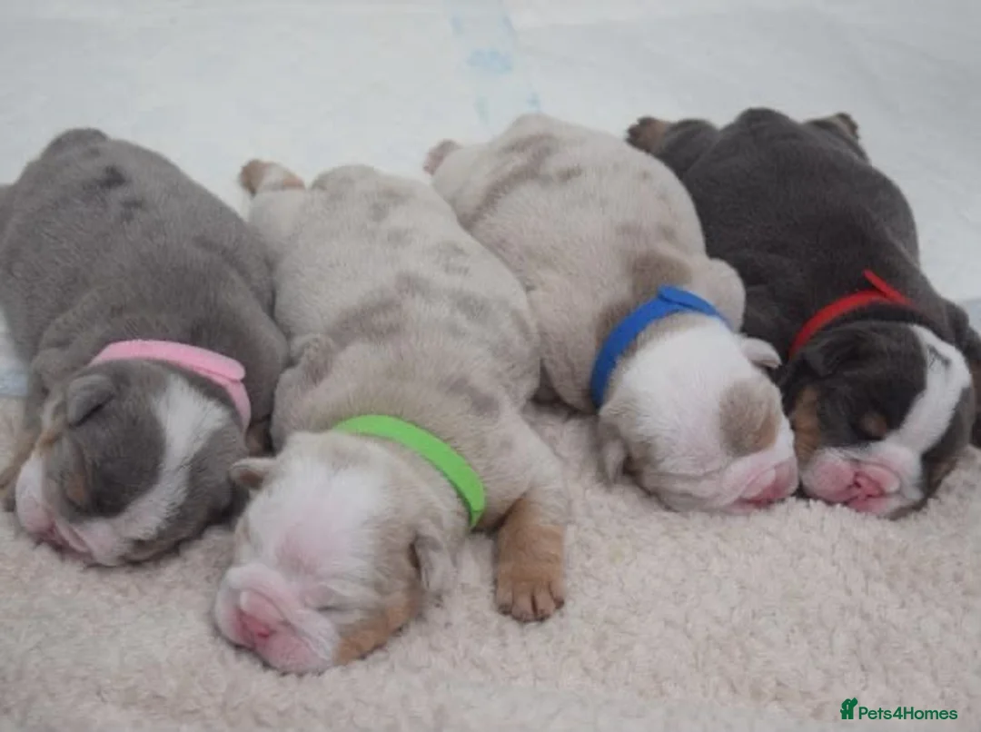 English Bulldog dogs for sale: 5 ⭐️ English Bulldogs  - Advert 1