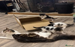 Mixed Breed cats for sale: Kittens for sale  - Image 5