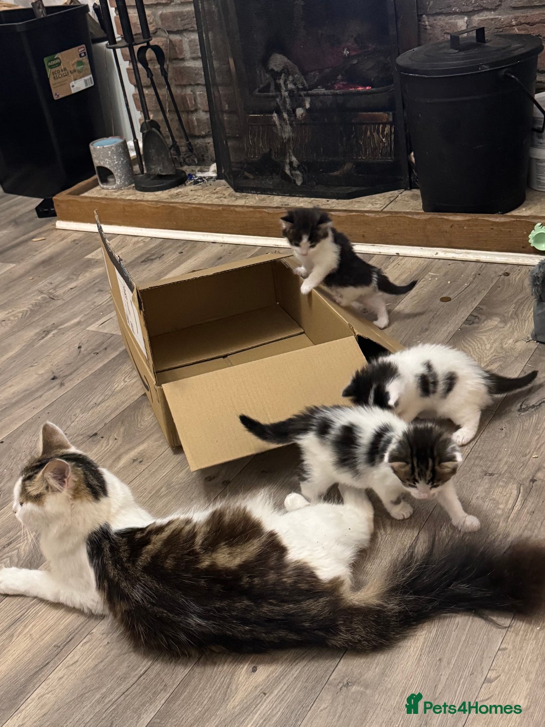 Mixed Breed cats for sale: Kittens for sale  - Image 5