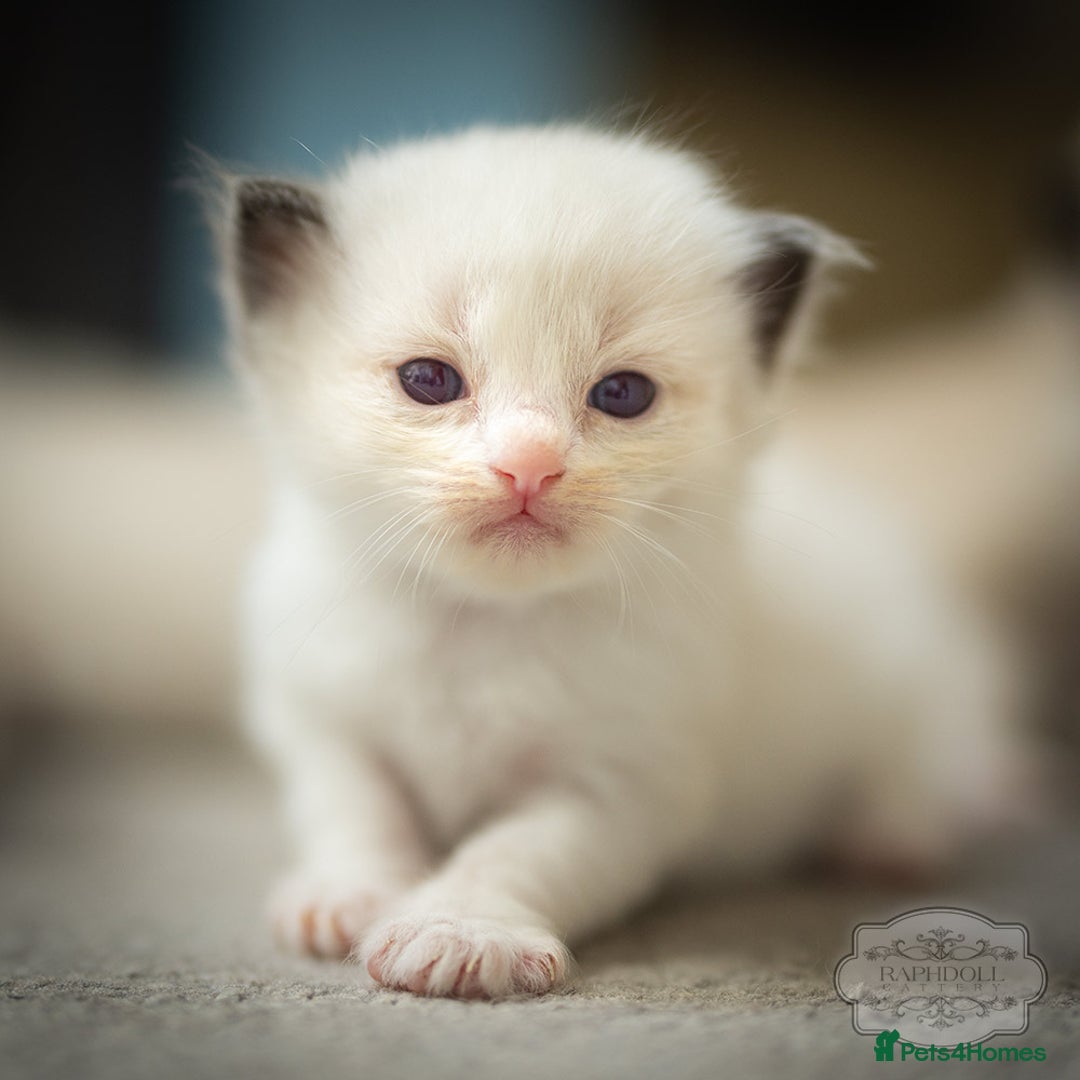 Ragdoll cats for sale: Ragdoll Bicolor Kitten Boy LSCC ❤❤❤ - Advert 3