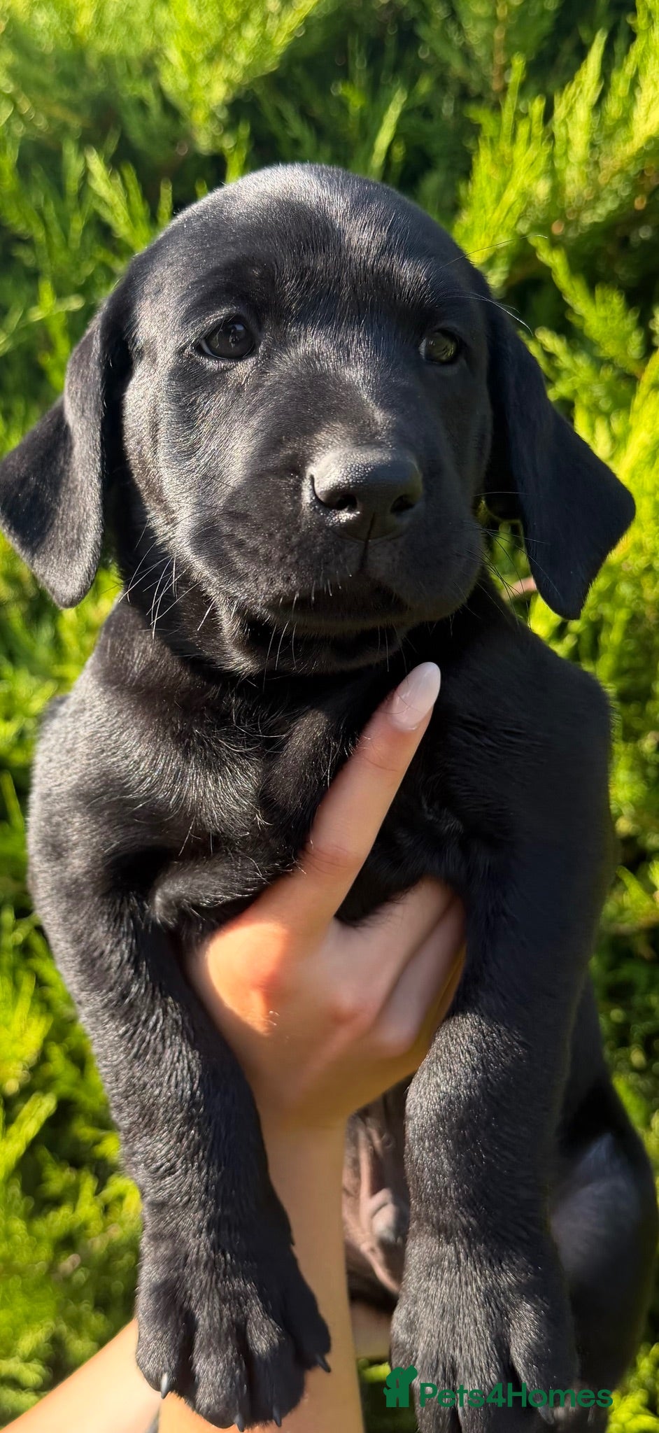 Labrador Retriever dogs Adorable Kc reg Labrador puppies for sale - Advert 1