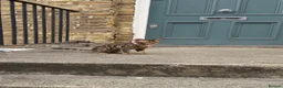 Bengal cats for sale: TICA PURE BREED BENGAL READY TO GO - Advert 14
