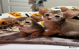 Oriental cats for sale: GCCF Champion Choc torti Tabby Queen Available - Image 6
