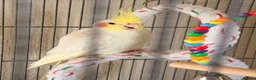 Cockatiels birds for sale: Cockatiels for sale in Watford - Advert 2