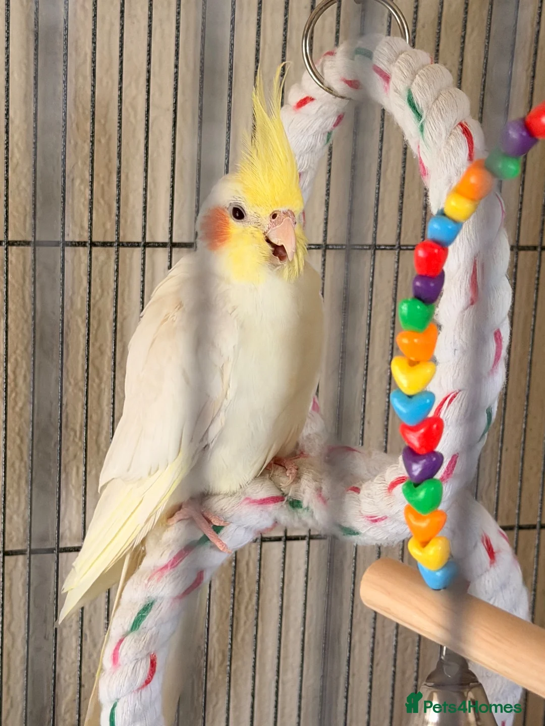 Cockatiels birds for sale: Cockatiels for sale in Watford - Advert 2