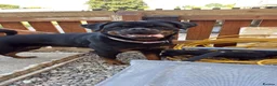 Rottweiler dogs for sale: 3 year female rottweiler in Newtown - Advert 1