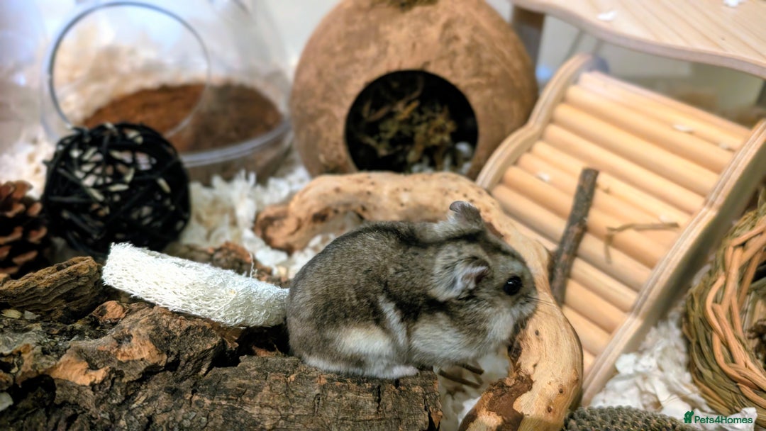 Hamster rodents for sale: Hundred Acre Hamster Rescue  - Advert 7
