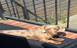 Miniature Dachshund dogs for sale: Male 2 year old dachshund to be re homed  - Advert 3