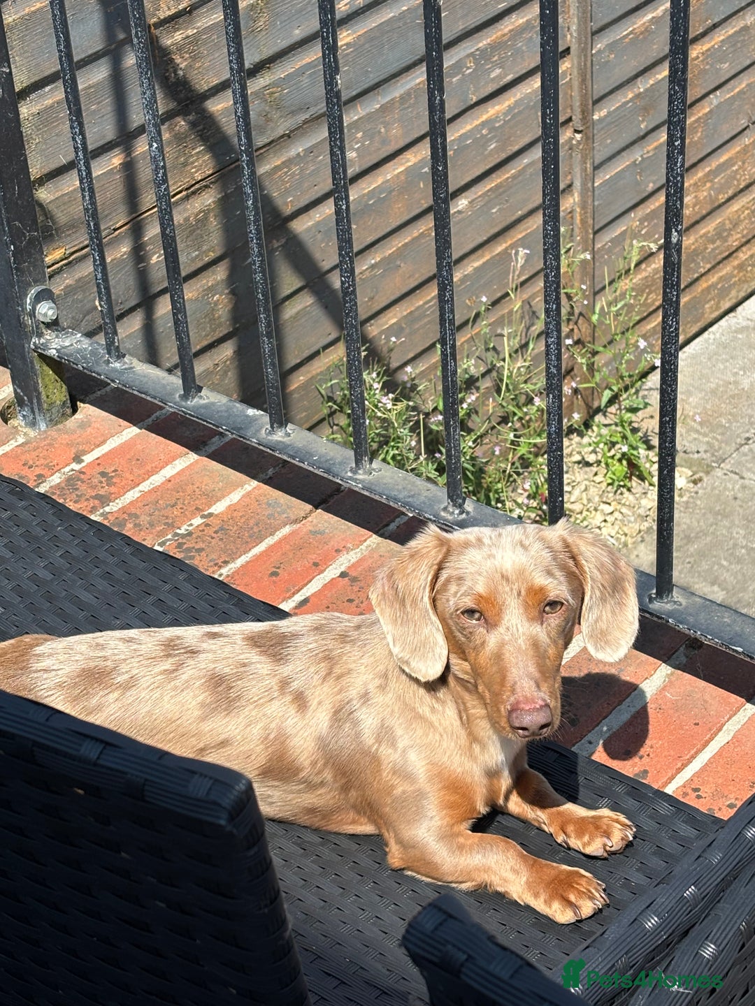 Miniature Dachshund dogs for sale: Male 2 year old dachshund to be re homed  - Advert 3