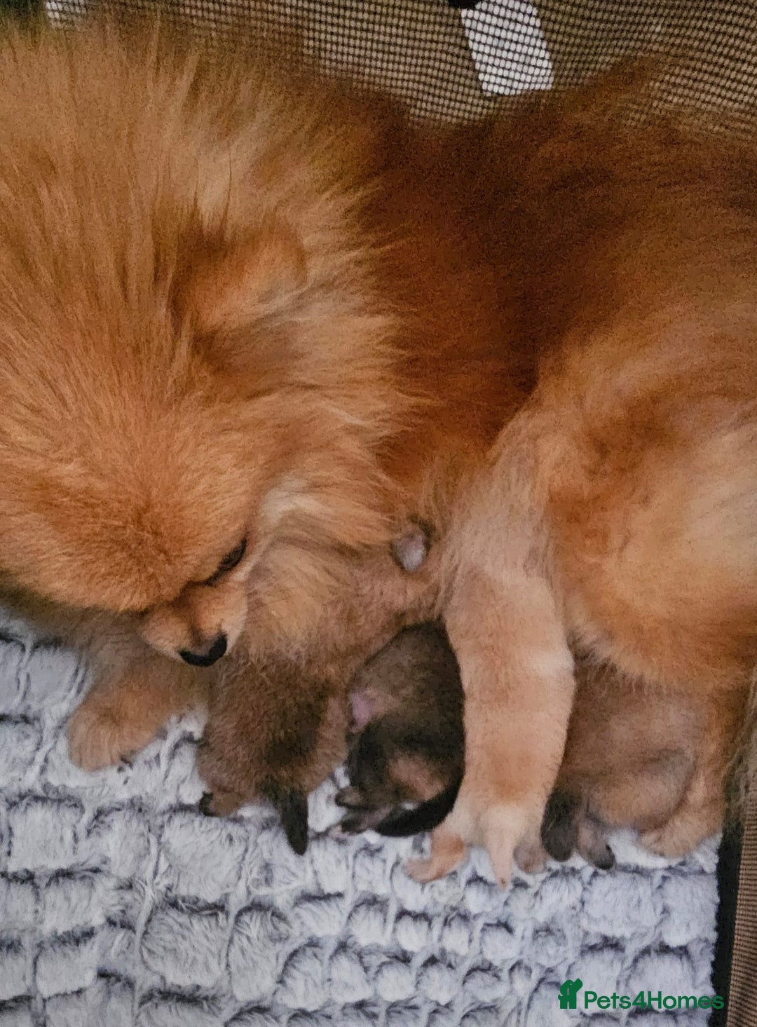 Pomeranian dogs for sale:  Beautiful Pomeranian puppies  - Image 20