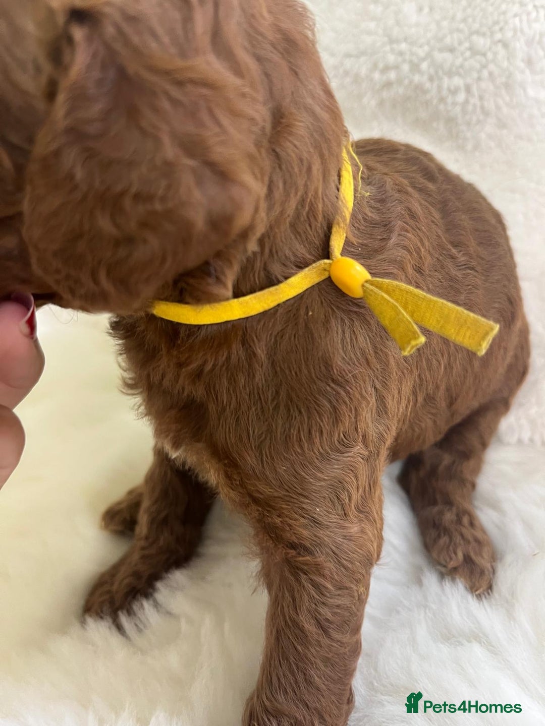 Goldendoodle dogs for sale: Outstanding Quality health tested Goldendoodles  - Image 27