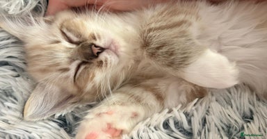 Ragdoll cats Cherubim Ragdoll Kittens TICA Mink Lynx - Advert 6